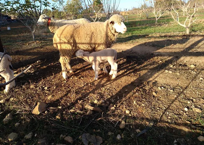 Monte Perdizes Couette-café